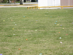 TooManyEggs.JPG